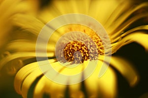 Beautiful yellow flower petals macrophotography.
