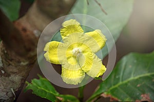 Beautiful yellow flower in rainforest