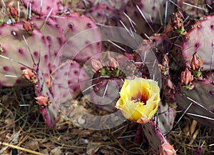 Beautiful yellow flower of the Santa Rita cactus photo