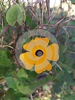 Beautiful yellow flower in sinharaja forest flowers small cute