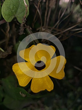 Beautiful yellow flower in sinharaja forest flowers small cute