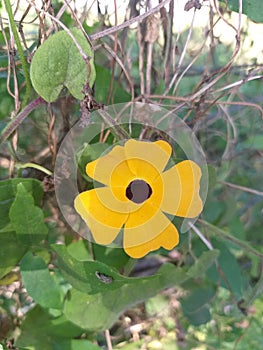 Beautiful yellow flower in sinharaja forest flowers small cute