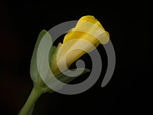 beautiful yellow flower and small ant