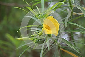 A beautiful yellow flower, spring summer season, Wild nature landscape, banner