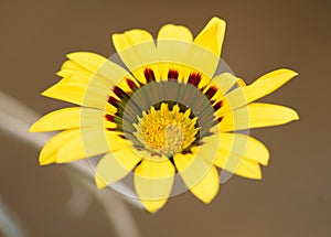 Bright yellow flower in the garden. photo