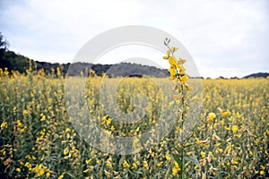 Beautiful yellow flower Sunn hemp in nature. Landscape scenery and natural background.