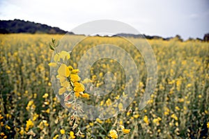 Beautiful yellow flower Sunn hemp in nature. Landscape scenery and natural background.
