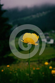 beautiful yellow flower on the tops of hills in the Carpathians,