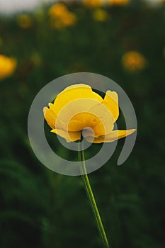 beautiful yellow flower on the tops of hills in the Carpathians,