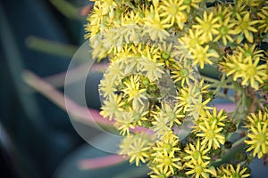 Beautiful Yellow Flowering Aeonium simsii flower plant