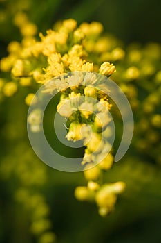 beautiful yellow flowering plant Solidago, commonly called goldenrods with tiny buds and flowers, vertical soft focused macro shot