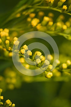 beautiful yellow flowering plant Solidago, commonly called goldenrods with tiny buds and flowers, vertical soft focused macro shot