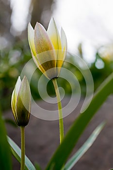 Beautiful yellow flowers