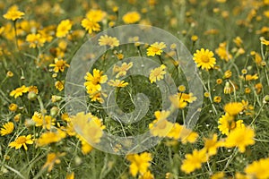 The beautiful yellow flowers