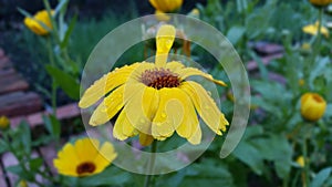 Beautiful yellow flowers