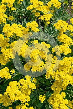 Beautiful yellow flowers of Aurinia saxatilis photo