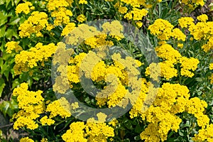 Beautiful yellow flowers of Aurinia saxatilis photo