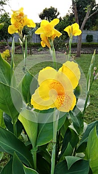 Beautiful yellow flowers in a banana tree-shaped plant