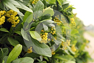 Beautiful yellow flowers of barberry