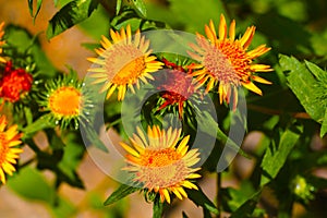 Beautiful yellow flowers bloom in a meadow or in a park in the summer.