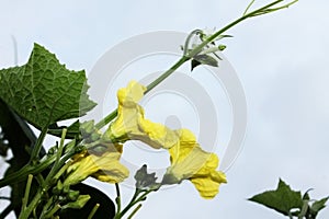 Beautiful yellow flowers blooming against the sky background