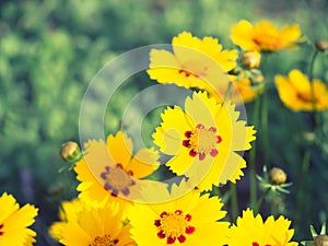 Beautiful yellow flowers blooming in garden