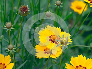 Beautiful yellow flowers blooming in garden