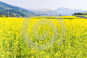 Beautiful Yellow flowers blossoming in spring day,Nanohana flow