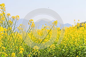 Beautiful Yellow flowers blossoming in spring day,Nanohana flow