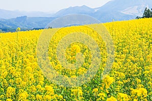 Beautiful Yellow flowers blossoming in spring day,Nanohana flow