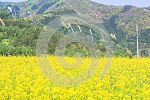 Beautiful Yellow flowers blossoming in spring day,Nanohana flowers in Japan