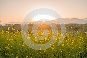 Beautiful Yellow flowers blossoming in sun rise ,Nanohana flowers photo