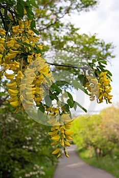 Beautiful yellow flowers in the Botanical Garden of the city of Tbilisi. Georgia country