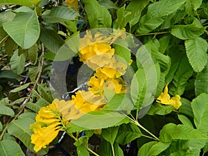 Beautiful Yellow Flowers on Branch.