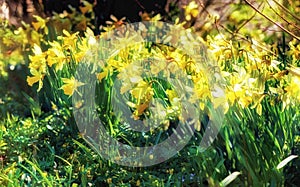 Beautiful yellow flowers with bright petals blossoming in nature. Narcissus pseudonarcissus or wild daffodils from the