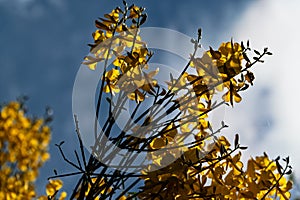 The beautiful yellow flowers of broom