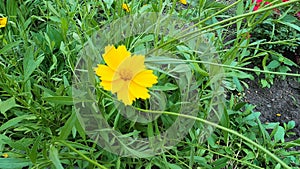 Beautiful yellow flowers Coreopsis lanceolata.