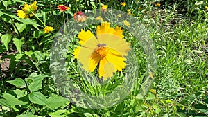 Beautiful yellow flowers Coreopsis lanceolata.