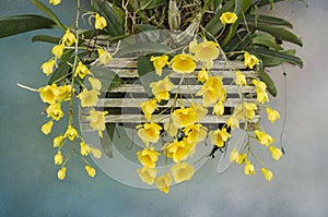 Beautiful yellow flowers of dendrobium lindleyi orchid