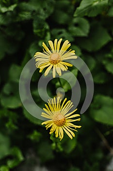 Beautiful yellow flowers Doronicum in a mountain forest photo