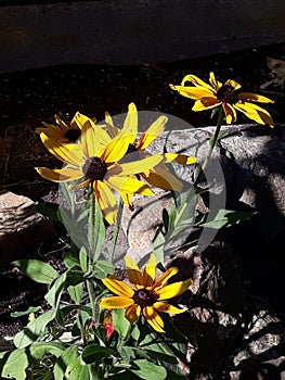 Yellow flowers that enchant Storkow in Germany photo