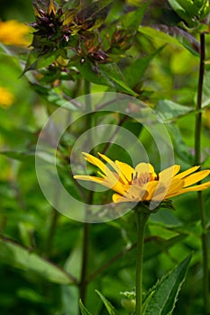 Beautiful yellow flowers with fresh green background