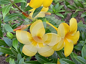 beautiful yellow flowers in front of the house