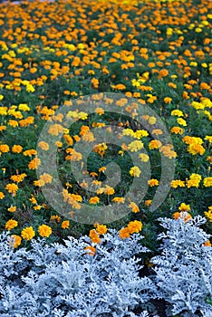 Hermoso flores en jardín 