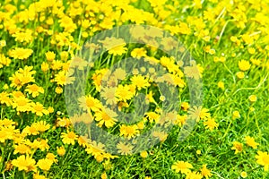 Beautiful yellow flowers on green field