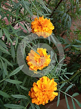 Beautiful yellow flowers on Green plant of Marigold.