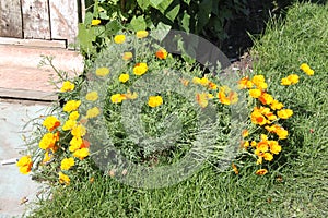 Beautiful yellow flowers with green stalks and grass in a dacha garden