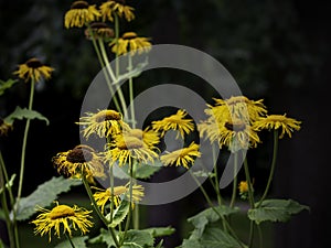 Beautiful yellow flowers of heartleaf oxeye photo