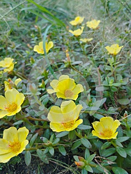 Beautiful Yellow Flowers, I hope Someone Wants Them