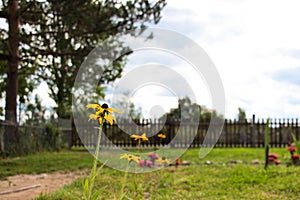 Beautiful yellow flowers on a lawn in the courtyard of a rural house, against the sky and fencing.